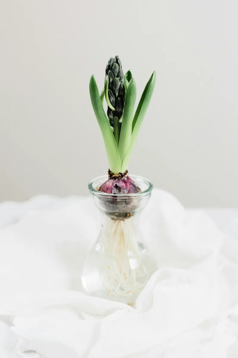 A hyacinth bulb with green shoots and purple flower buds in a glass vase with roots visible, placed on a white fabric surface against a plain light background.