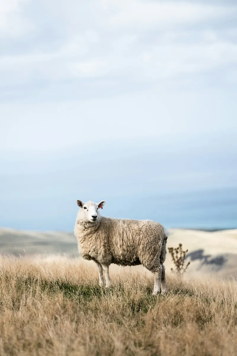 A sheep standing in a grassy field with rolling hills in the background under a cloudy sky.